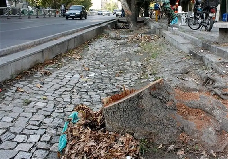 درختان خیابان ولی‌عصر به جوخه اعدام سپرده می‌شوند؟