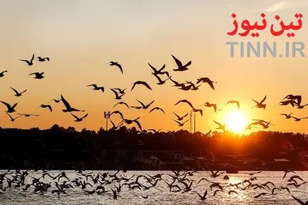 تهران؛ میزبان «پرندگان سیبری»