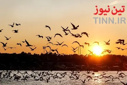 تهران؛ میزبان «پرندگان سیبری»