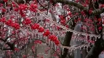 کاهش نسبی دما از اواسط هفته/احتمال یخ‌زدگی محصولات در مناطق سردسیر
