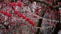 کاهش نسبی دما از اواسط هفته/احتمال یخ‌زدگی محصولات در مناطق سردسیر