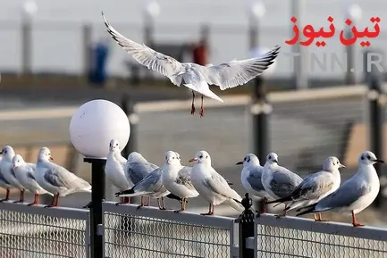 تهران؛ میزبان «پرندگان سیبری»