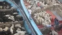 صادرات نخستین محموله دام زنده از طریق بندر شهید باهنر