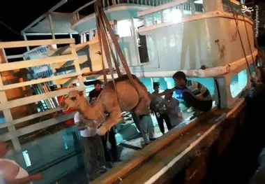 عکس/ نحوه صادرات شتر از بندر لنگه