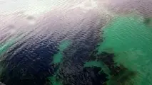 آلودگی نفتی در محدوده خلیج‌فارس پاکسازی شد  