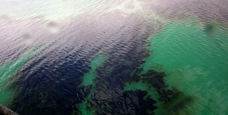آلودگی نفتی در محدوده خلیج‌فارس پاکسازی شد  