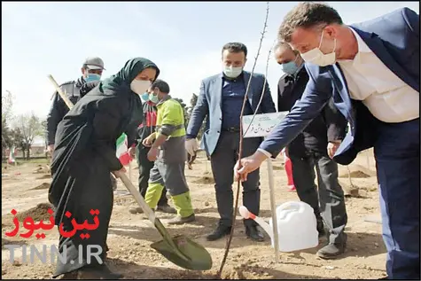 احیای ولیعصر با چنارهای کهنسال