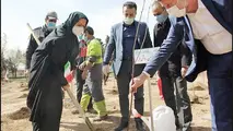 احیای ولیعصر با چنارهای کهنسال