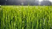 کاهش ۳۷ درصدی بارش‌ های استان زنجان در دی ماه