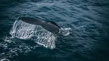 Panama Canal Reveals Speed Limits to Protect Whales