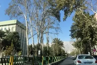 فیلم | قطع تاج درختان کهن سال شهر تهران توسط یک شرکت خارجی/ آقای زاکانی کجا هستید؟