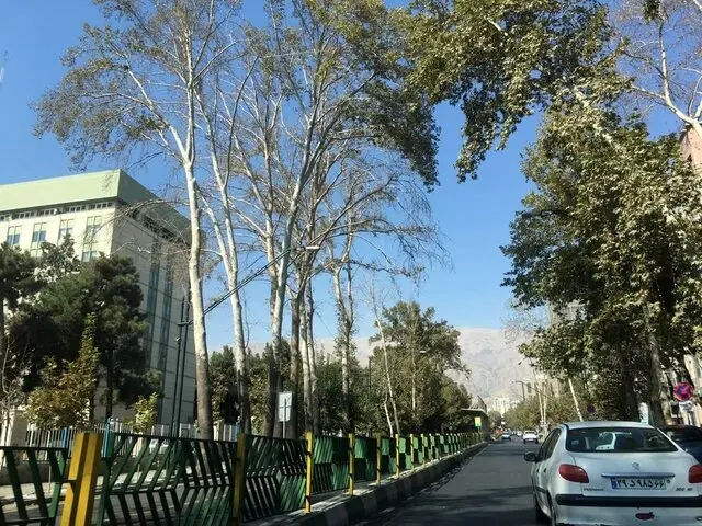 آغاز کاشت ۳۰۰ درخت چنار در مرکز شهر تهران