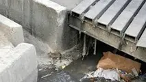 جولان موش‌ها در مهرآباد جنوبی و خواب خوش مسئولان شهری 