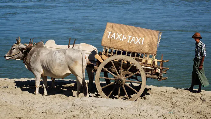 تاکسی گاو نر / Oxs Taxi