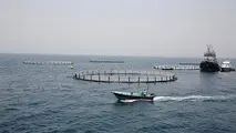  صادرات ماهیان در قفس‌های دریایی رونق می‌گیرد 
