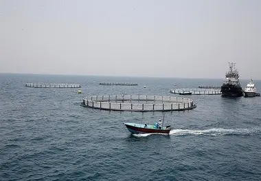  صادرات ماهیان در قفس‌های دریایی رونق می‌گیرد 