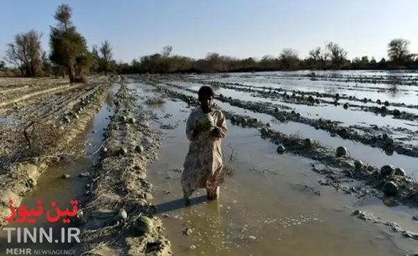 سیل به کشاورزی سیستان و بلوچستان ۷۵۰میلیارد ریال خسارت وارد کرد