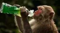 آزمایش موفق واکسن کرونای آکسفورد روی میمون‌ها