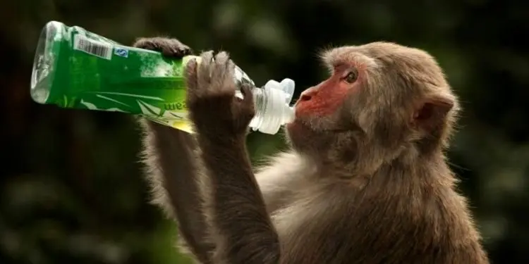 آزمایش موفق واکسن کرونای آکسفورد روی میمون‌ها