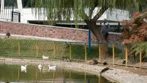 هوای پایتخت سالم است