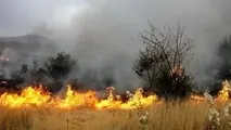 پارک جنگلی فردوس طعمه حریق شد