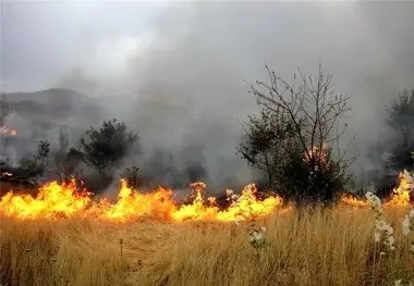 پارک جنگلی فردوس طعمه حریق شد