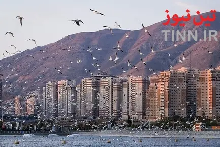 تهران؛ میزبان «پرندگان سیبری»