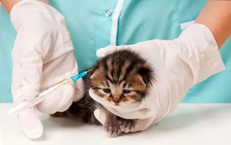مراقب انتشار ویروس کرونا در حیوانات خانگی باشیم