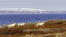 Reindeer collisions avoided with satellite technology