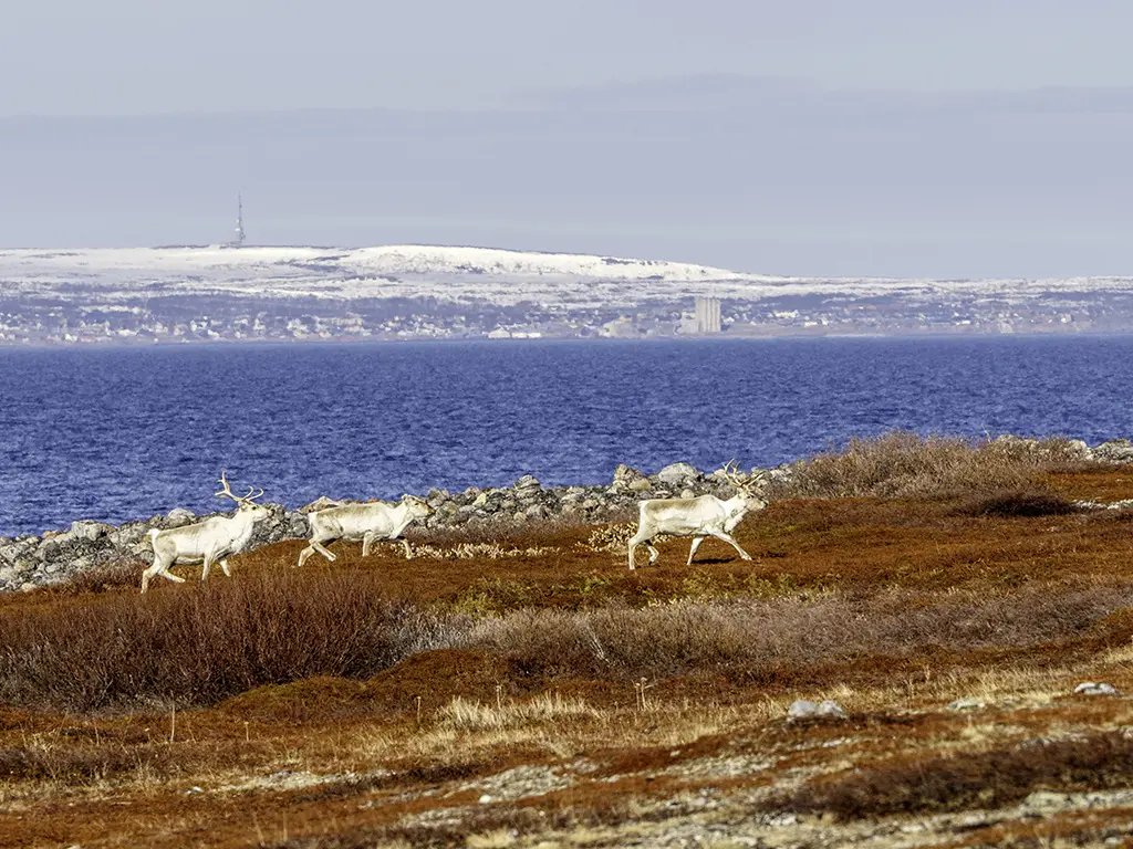 Reindeer collisions avoided with satellite technology