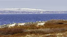 Reindeer collisions avoided with satellite technology