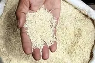  کمبود برنج قویا تکذیب می شود/ برخورد قانونی با منتشرکنندگان شایعات
