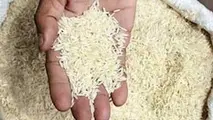 تهمت احتکار برنج برای منحرف کردن ذهن هاست/ طبیعت از اتهام احتکار تبرئه شده است
