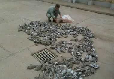 تلف شدن 300کبوتر وحشی در شهرستان دیر بوشهر
