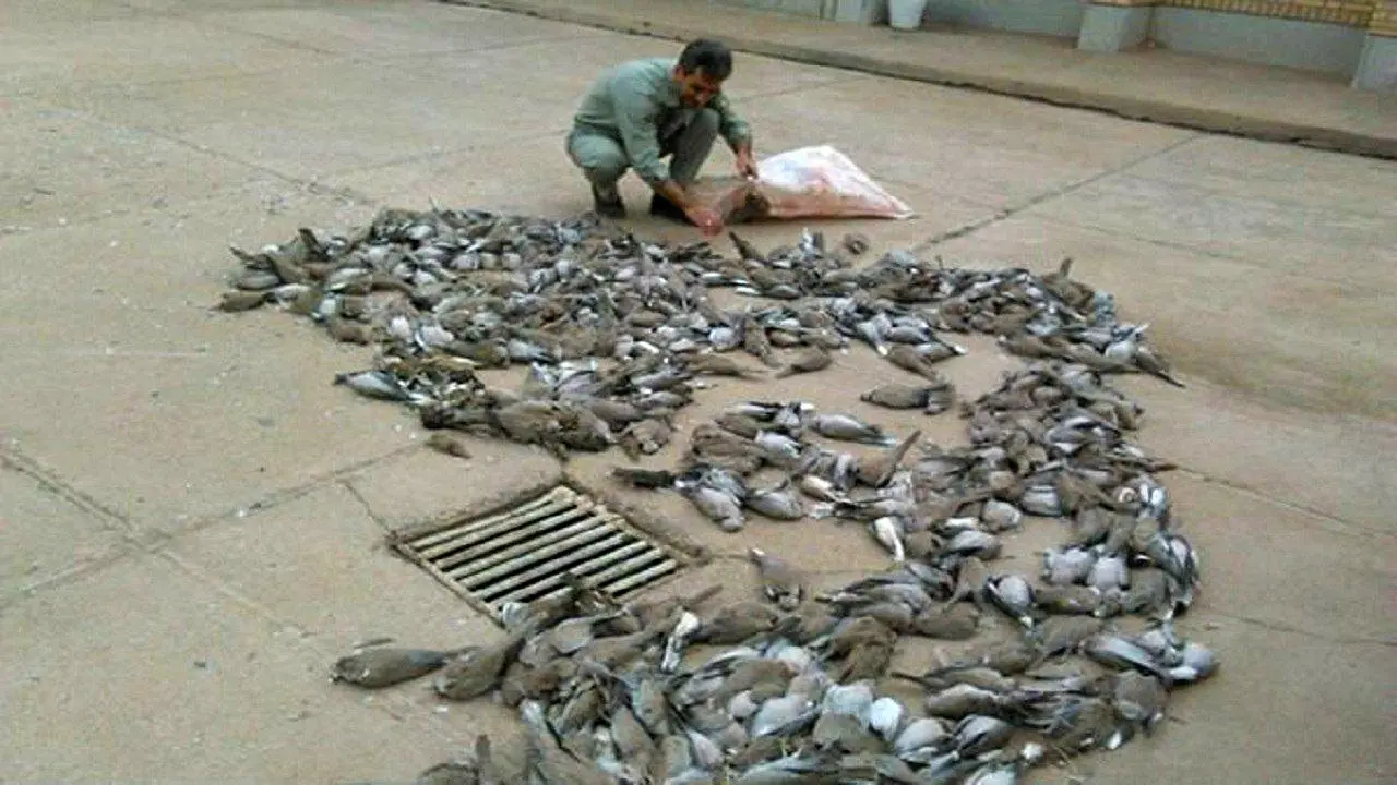 تلف شدن 300کبوتر وحشی در شهرستان دیر بوشهر