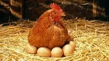 کاهش ۱۰ درصدی قیمت مرغ و تخم مرغ