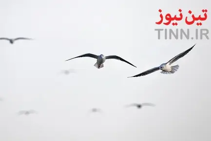 تهران؛ میزبان «پرندگان سیبری»