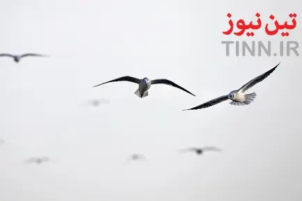 تهران؛ میزبان «پرندگان سیبری»