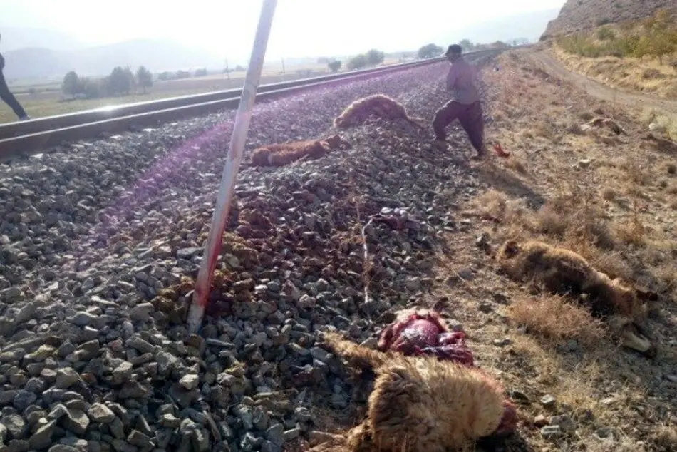  قطار 62 راس گوسفند را در جغتای تلف کرد