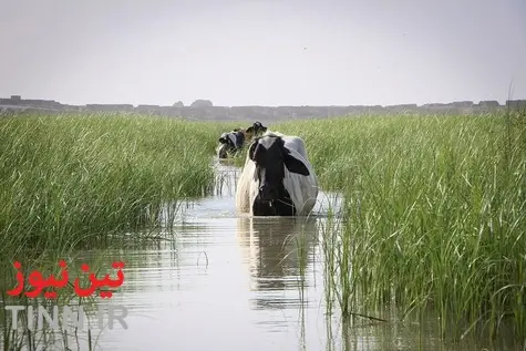 «هامون» جان گرفت