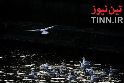 تهران؛ میزبان «پرندگان سیبری»