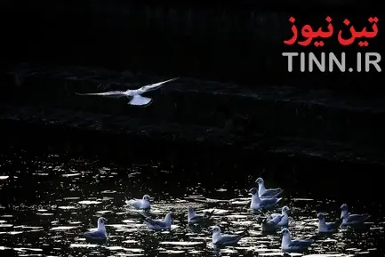 تهران؛ میزبان «پرندگان سیبری»