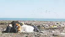 خطرات زیست‌محیطی در کمین بنادر و مردم: در آستانه بحران

