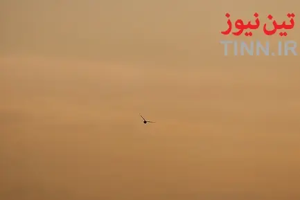 تهران؛ میزبان «پرندگان سیبری»