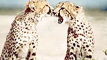 وصلت یوزپلنگ‌های نادر ایرانی نتیجه داد