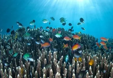 EU announces ambitious action for cleaner seas