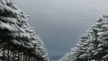 بارش برف و باران در محورهای چند استان
