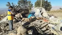 پیش‌بینی اتلاف ۳۰ درصدی دام‌ها در مناطق زلزله‌زده
