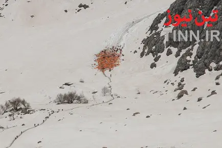 کولبر