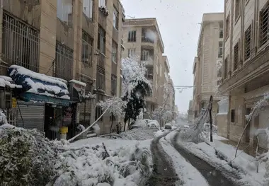 (تصاویر) برف کمر درختان تهران را شکست